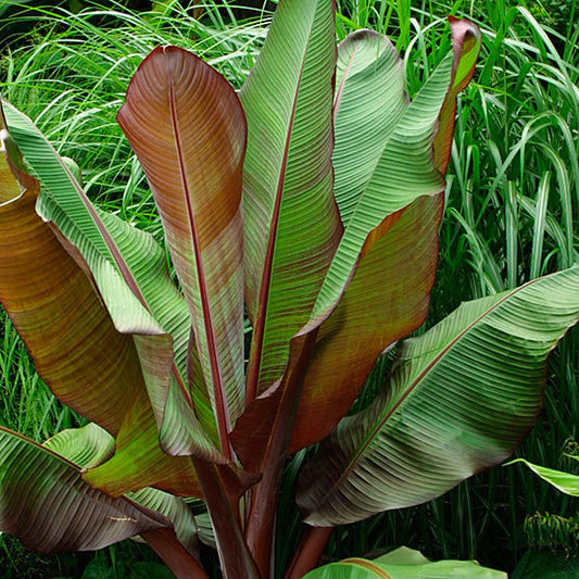 Ensete Maurelli (Red Abyssinian Banana)