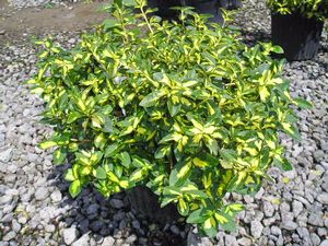 Euonymus for. 'Moonshadow'