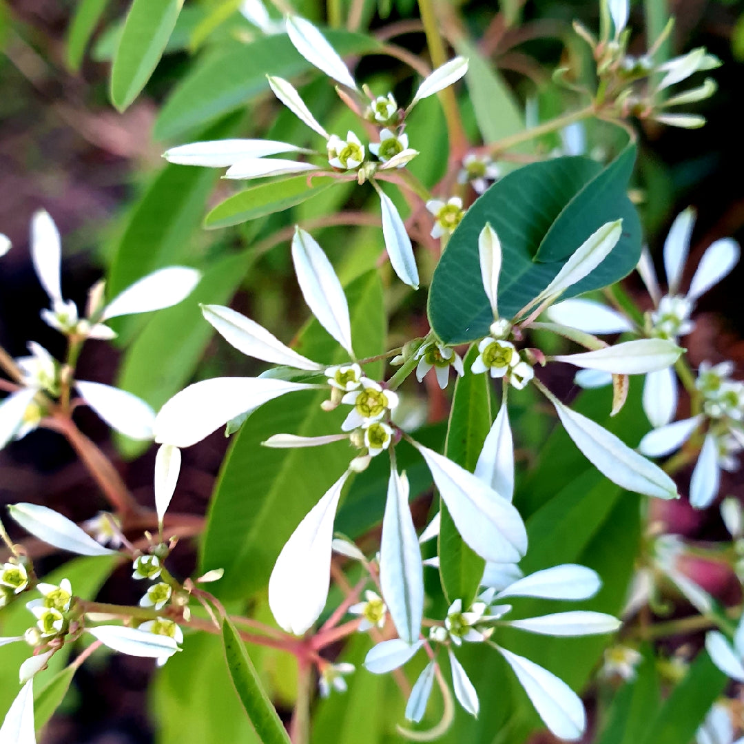 EUPHORBIA SUPER FLASH