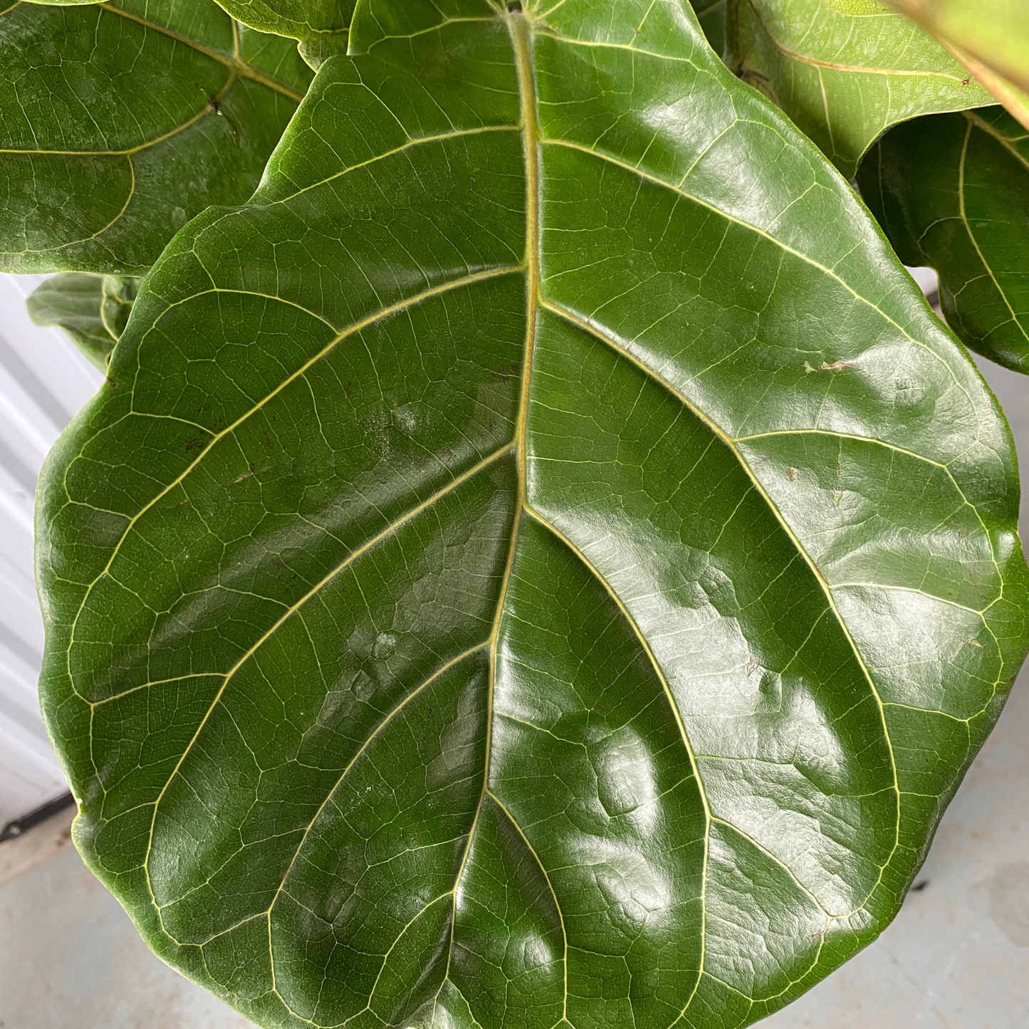 10'' Ficus Pandurata Lyrata Bush