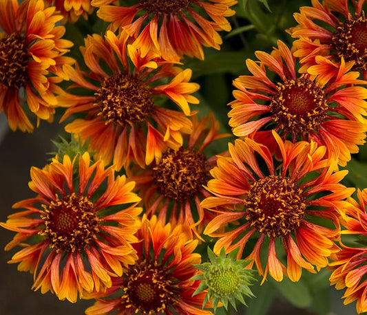 Gaillardia SpinTop 'Copper Sun'