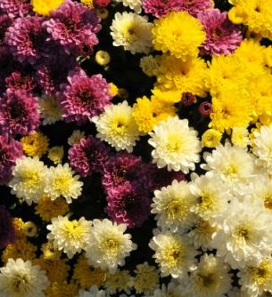 GARDEN MUMS COMBO FRIGHT NIGHT - 12'' POT