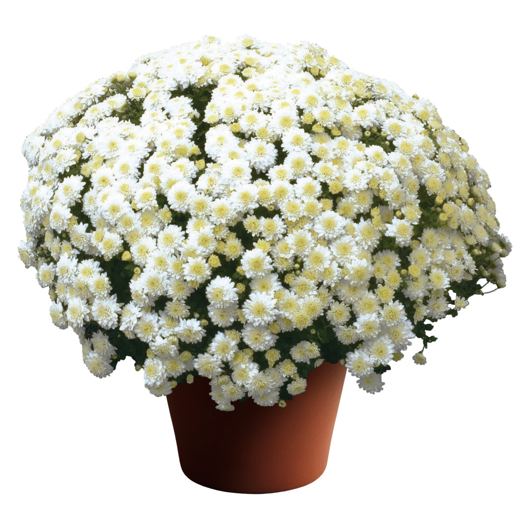 GARDEN MUMS WILMA WHITE - 10'' POT