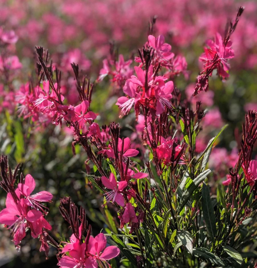 GAURA BELLEZA DARK PINK