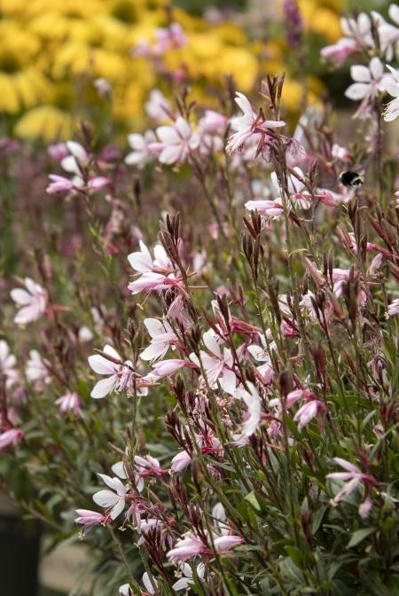 Gaura 'Steffi Blush Pink'