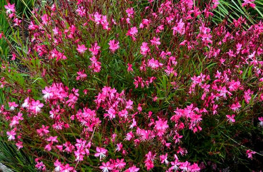 Gaura 'Steffi Dark Rose'