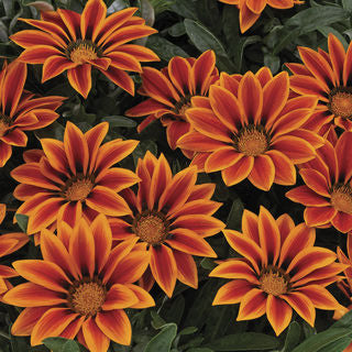 GAZANIA KISS ORANGE FLAME