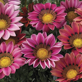 GAZANIA KISS ROSE