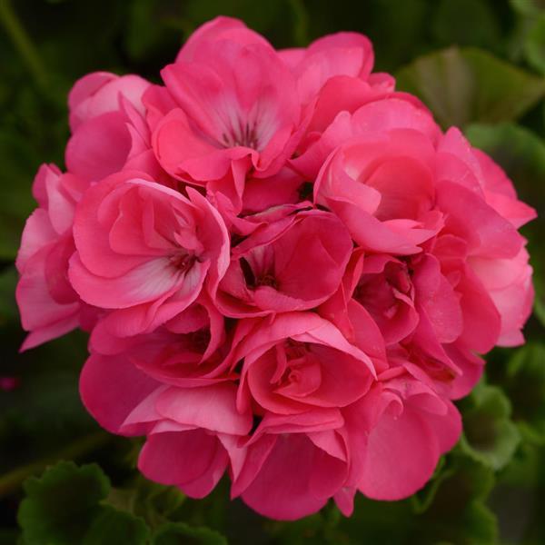 GERANIUM DYNAMO HOT PINK