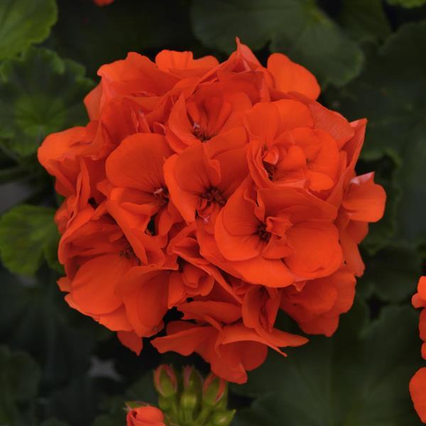 GERANIUM DYNAMO ORANGE