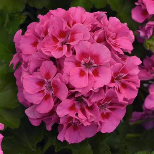 GERANIUM DYNAMO PINK FLARE