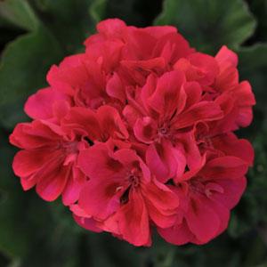 GERANIUM FANTASIA CRANBERRY SIZZLE