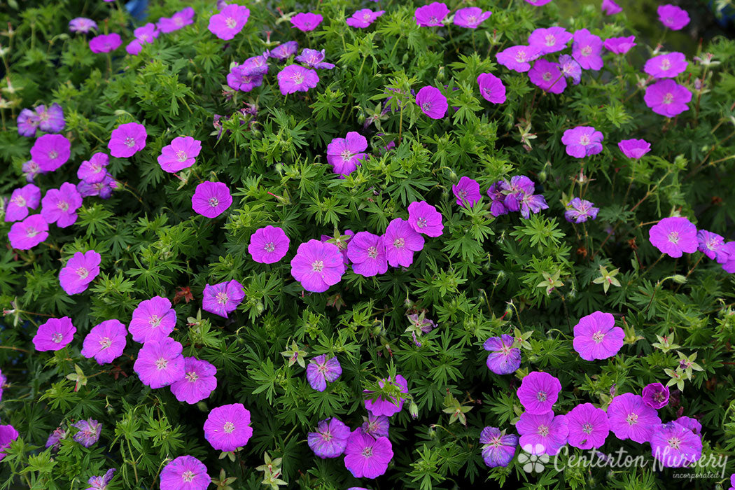 Geranium 'Spiked Punch'™