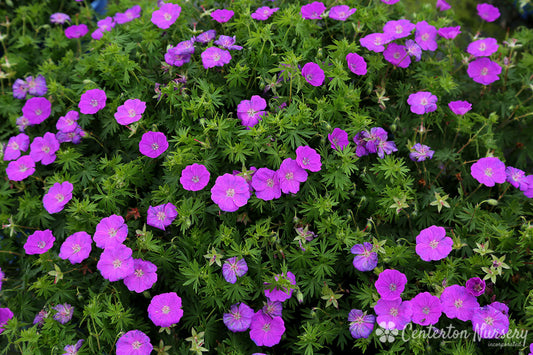 Geranium 'Spiked Punch'™