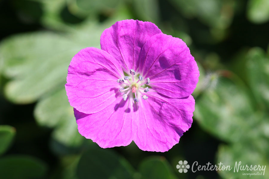 Geranium 'Spiked Punch'™