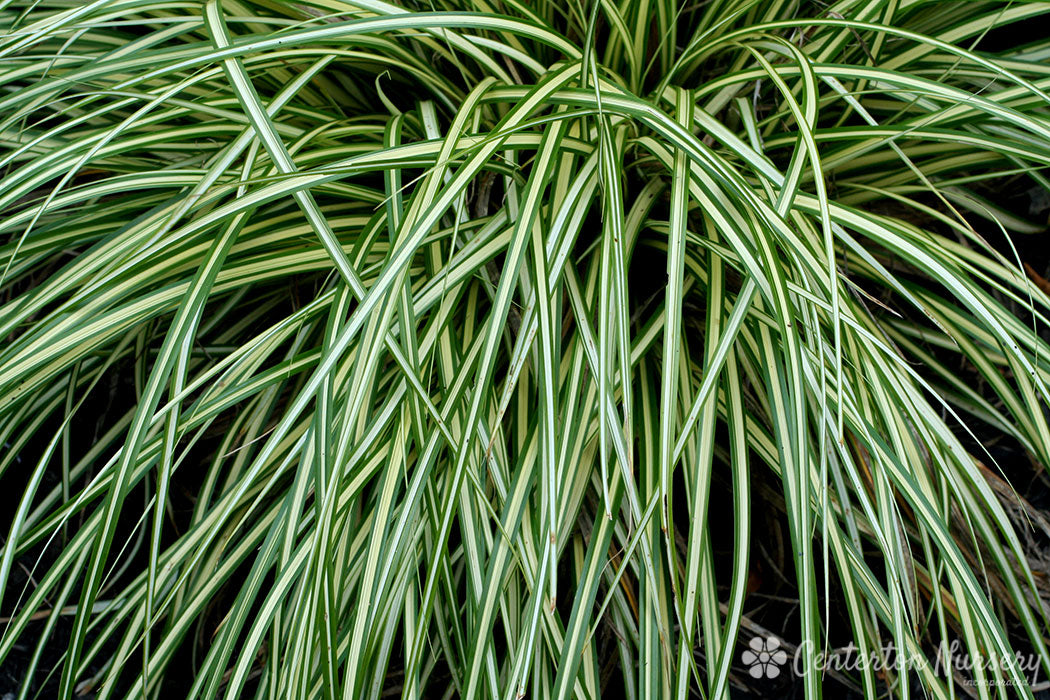 Grass - Carex 'Gold Strike'