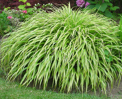 Hakonechloa macra 'Albo-Striata'