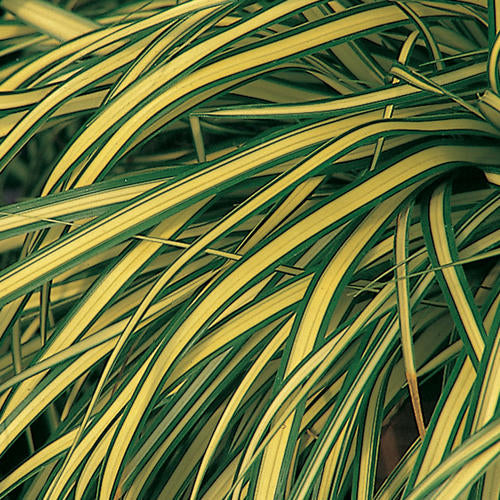 Grass - carex 'Evergold'