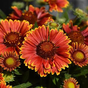 Gaillardia 'Spintop Yellow Touch'