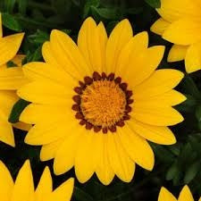 GAZANIA NEW DAY YELLOW