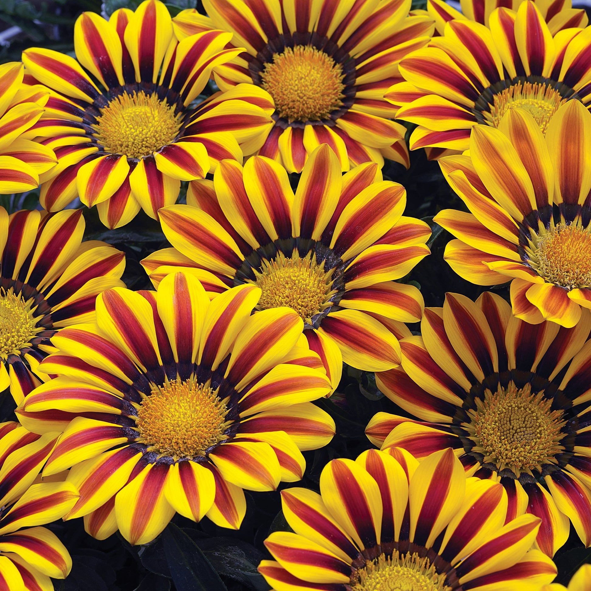 GAZANIA BIG KISS YELLOW FLAME