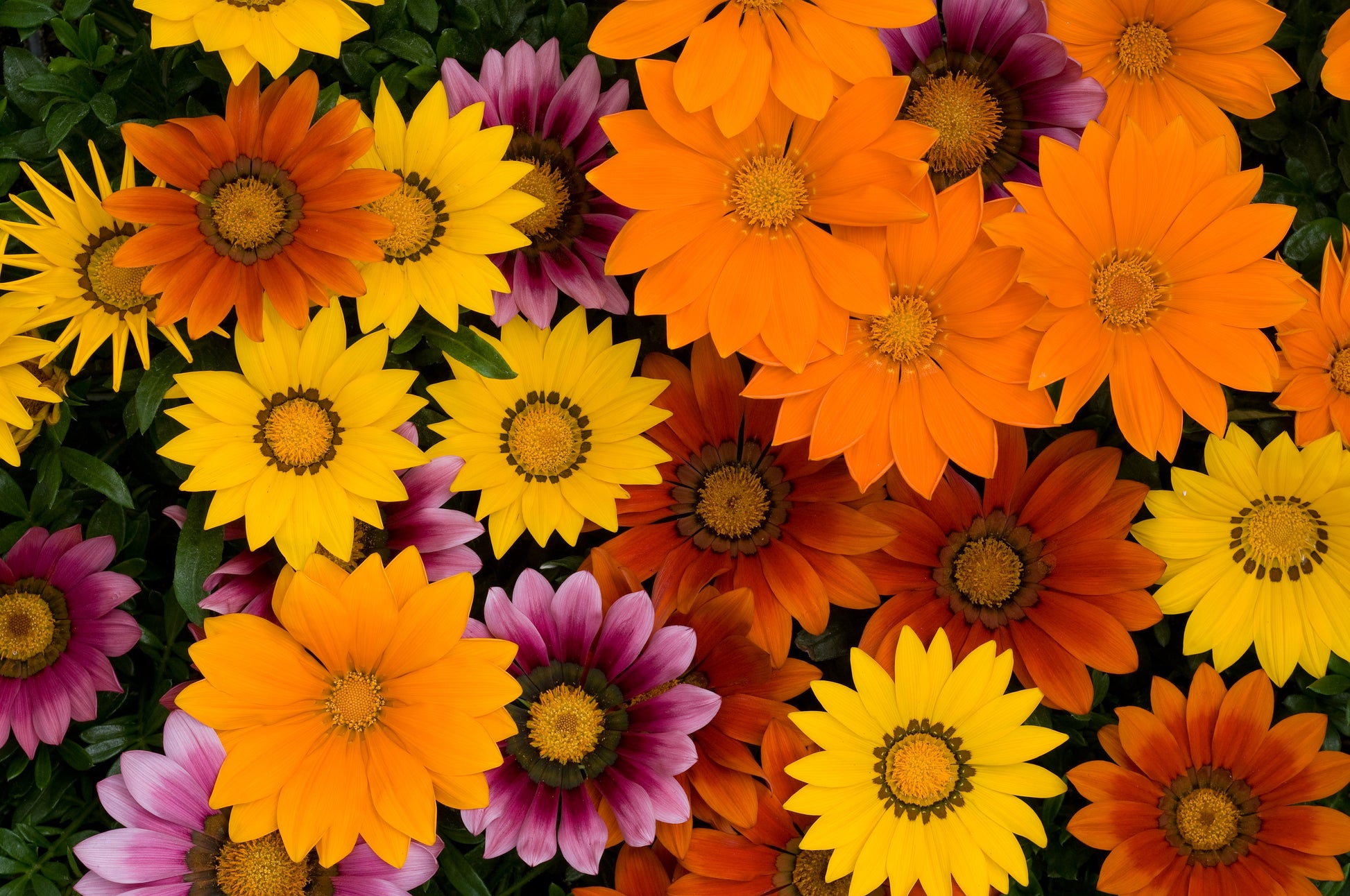 GAZANIA NEW DAY BRIGHT MIX