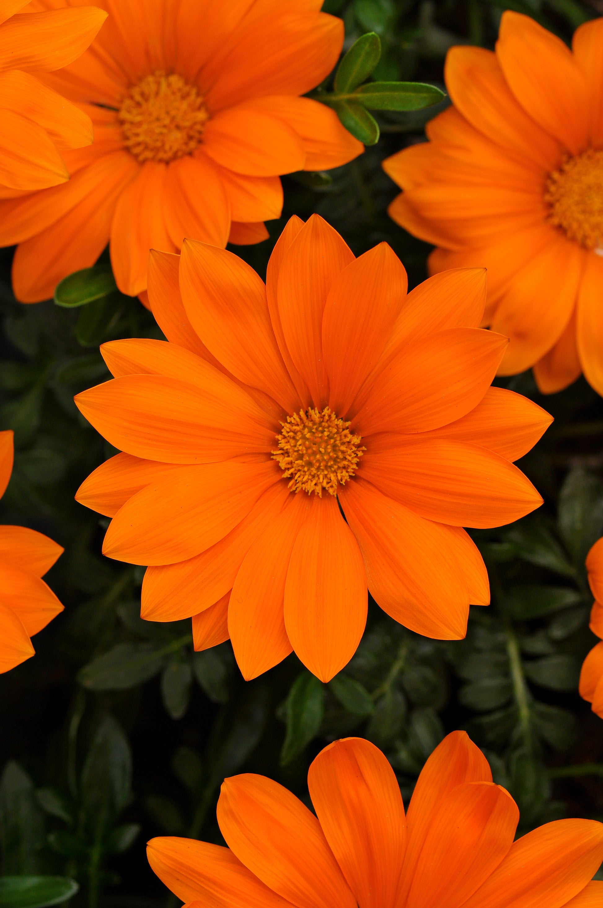 GAZANIA NEW DAY ORANGE