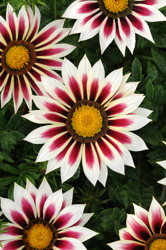 GAZANIA NEW DAY ROSE STRIPE