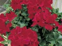 GERANIUM CALLIENTE DEEP RED