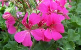 GERANIUM CALLIENTE ROSE