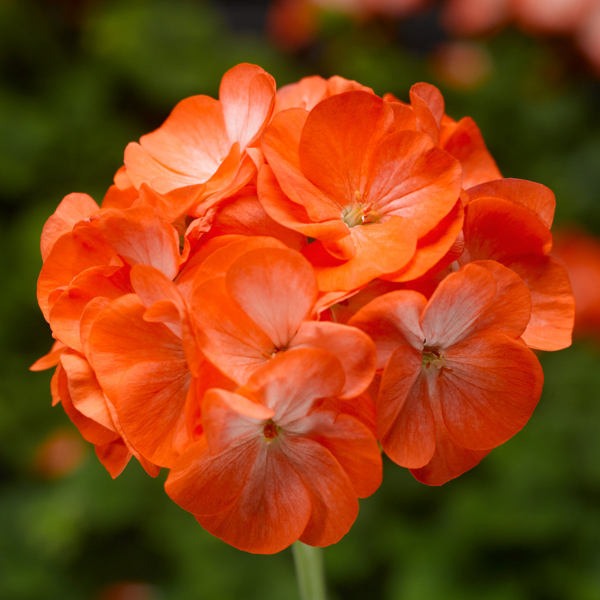 Pinot Geranium GERANIUM PINTO PREMIUM ORANGE - JUMBO 6 PACK – Deneweth's Garden Center