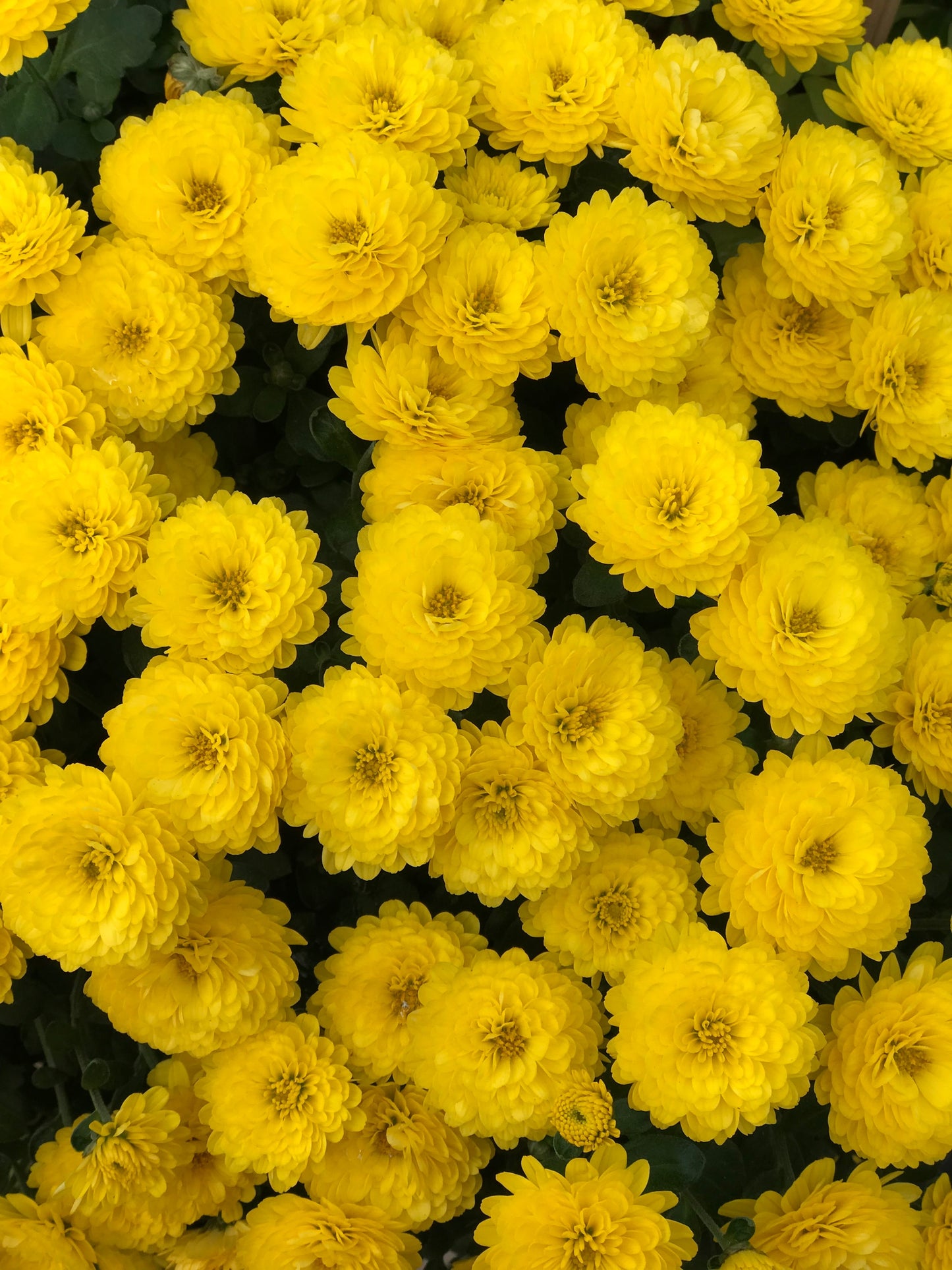 GARDEN MUMS GIGI YELLOW - 6.5'' POT