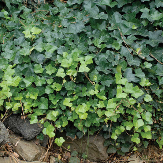 Hedera h. 'Thorndale' Ivy
