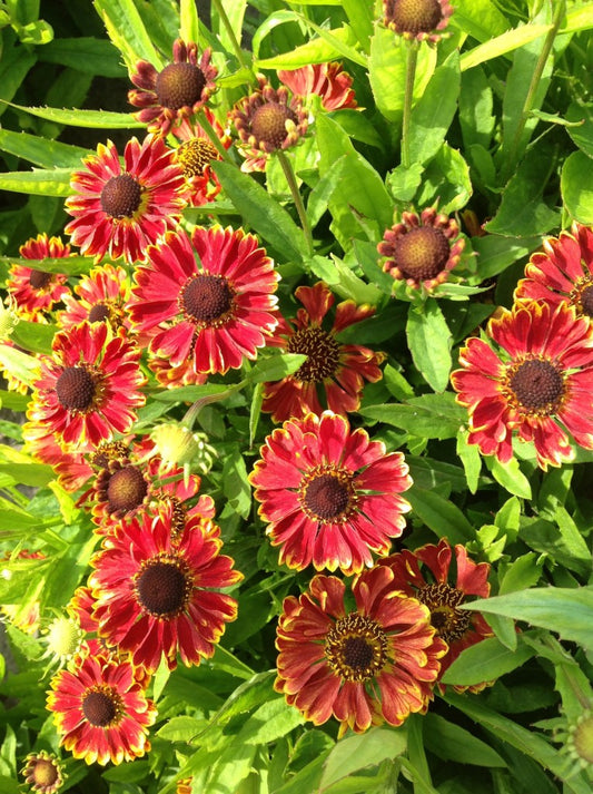 Helenium mariachi 'Bandera'