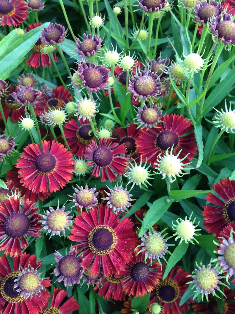 Helenium mariachi 'Ranchera'