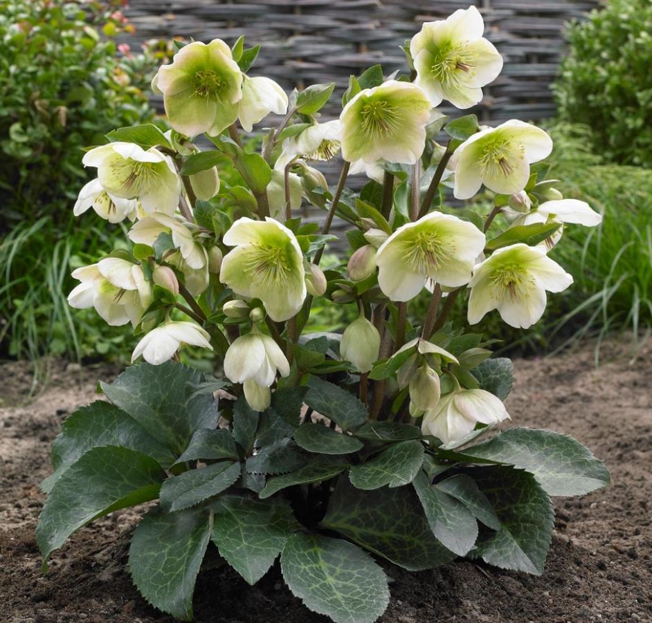 Helleborus Frostkiss 'Molly's White'