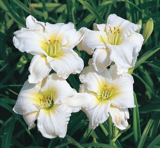 Hemerocallis 'Gentle Shepherd'