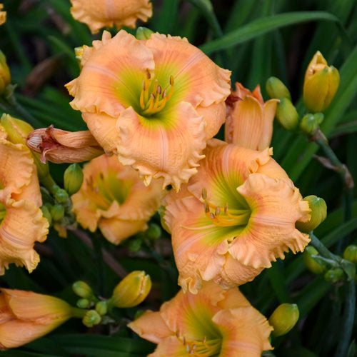 Hemerocallis Rainbow Rhythm 'Orange Smoothie'