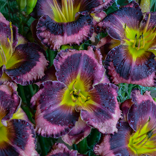 HEM RAINBOW RHYTHM 'STORM SHELTER' PW