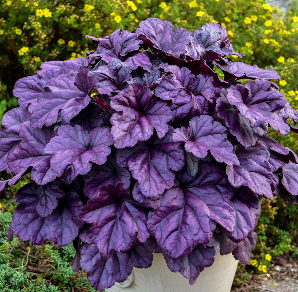 Heuchera Dolce® 'Wildberry'