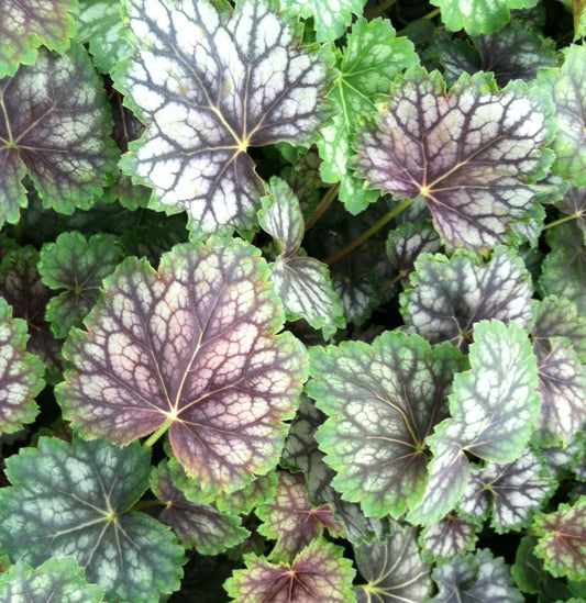 HEUCHERA MARBLE SILVER