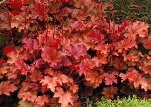 Heuchera 'Peach Flambe'