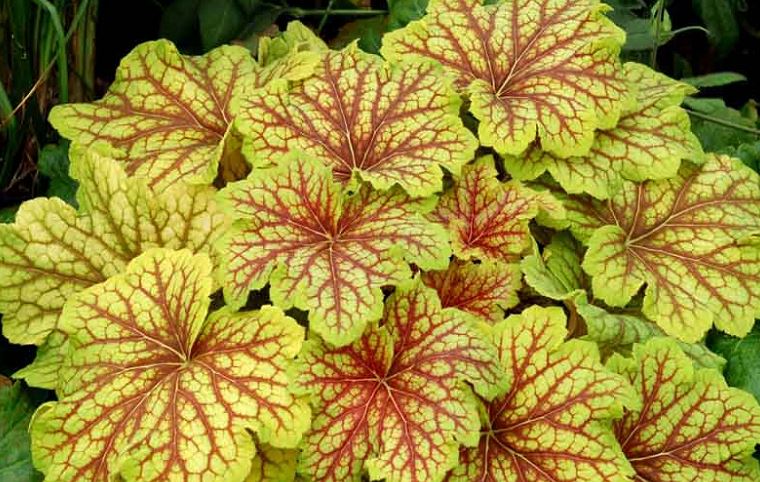 Heuchera 'Red Lightning'