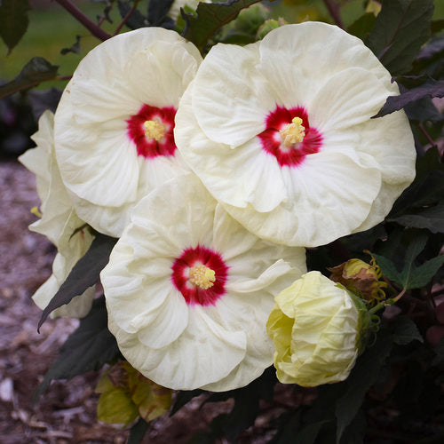 Hibiscus x 'Summerific French Vanilla'