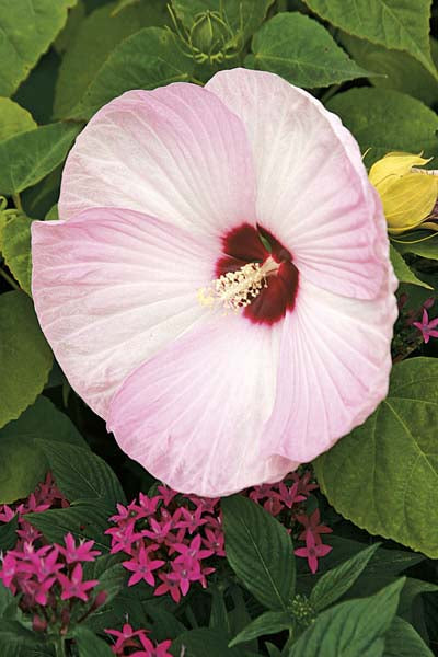 Hibiscus 'Luna Pink Swirl'