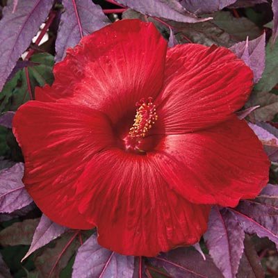 Hibiscus 'Midnight Marvel'