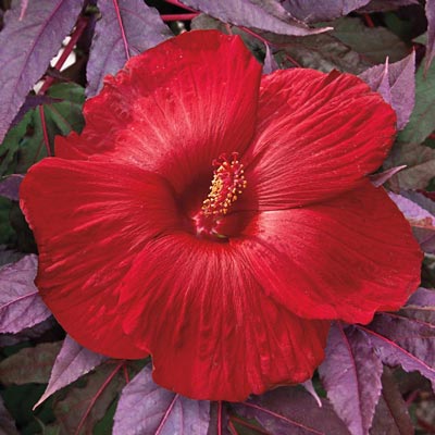 HIBISCUS 'MIDNIGHT MARVEL'