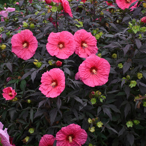 Hibiscus 'Evening Rose' (PW)