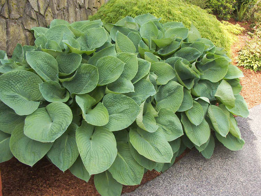 Hosta sieboldiana 'Elegans'