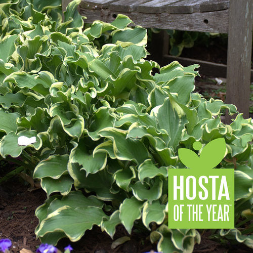 Hosta 'Wheee'